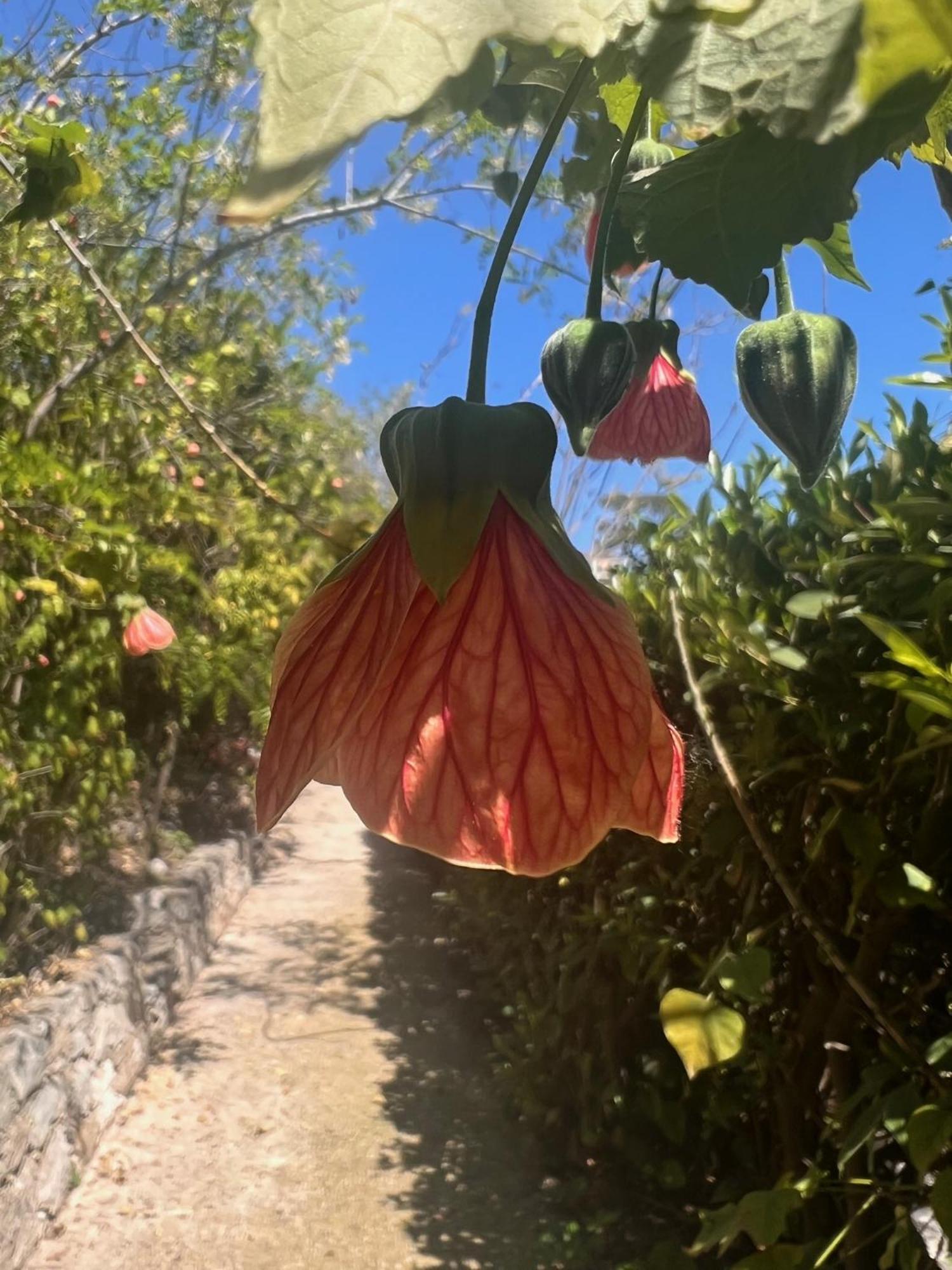 Les Petites Terrasses Maison d'hôtes *